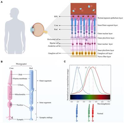 Dyschromatopsia: a comprehensive analysis of mechanisms and cutting-edge treatments for color vision deficiency